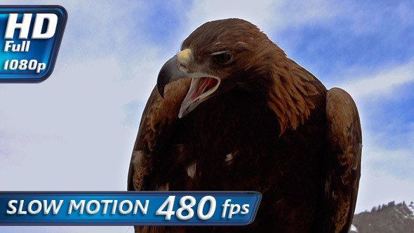 Saker Falcon Saker Falcon