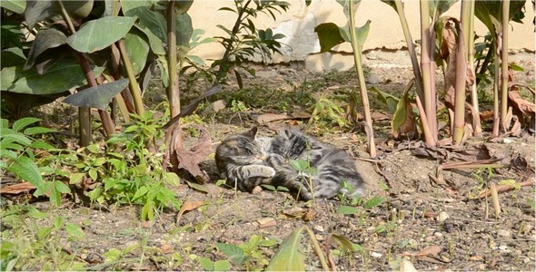 Kittens 6 Kittens 6