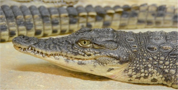 Crocodile 4 Crocodile 4