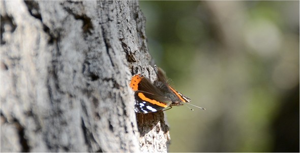 Butterfly 3 Butterfly 3