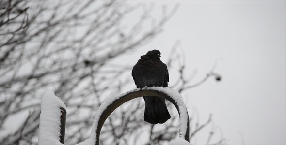 Pigeon Pigeon