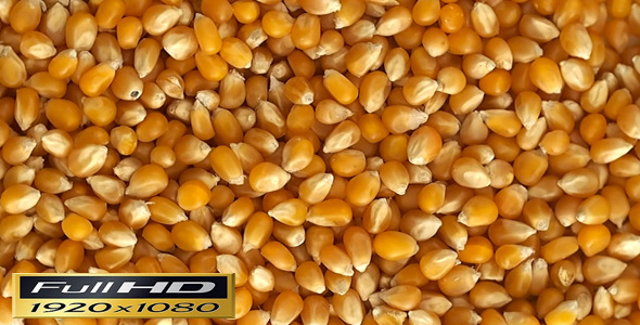 Corn Seeds Rotating Corn Seeds Rotating