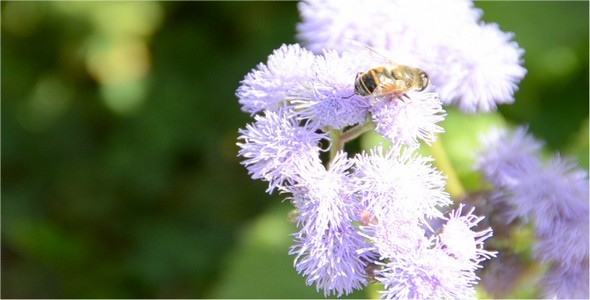 Bee Bee