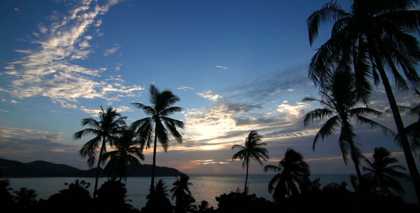 Palm tree sunset loop Palm tree sunset loop