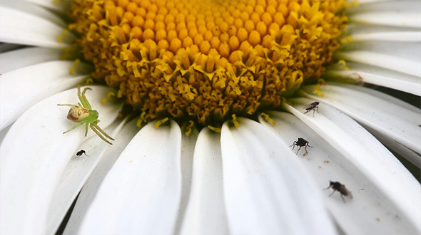 Macrocosmos Macrocosmos