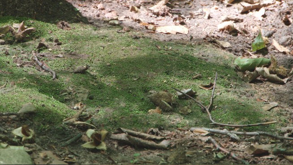Lights Flickering On Leaves Ground Lights Flickering On Leaves Ground