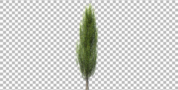 Tree poplar Tree poplar