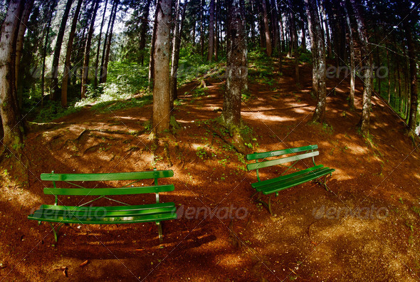 Bench in the Woods, Dolomites