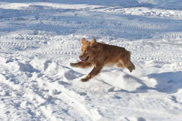 Beautiful golden retriever dog in jump above snow