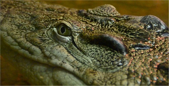 Crocodile Crocodile