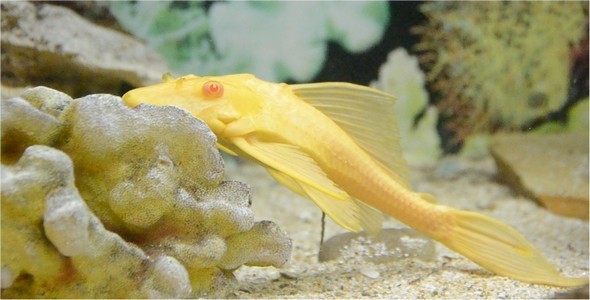Underwater World 2 Underwater World 2