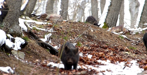 Small Wild Pigs 2 Small Wild Pigs 2