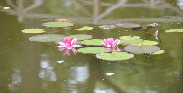 Lilies Lilies