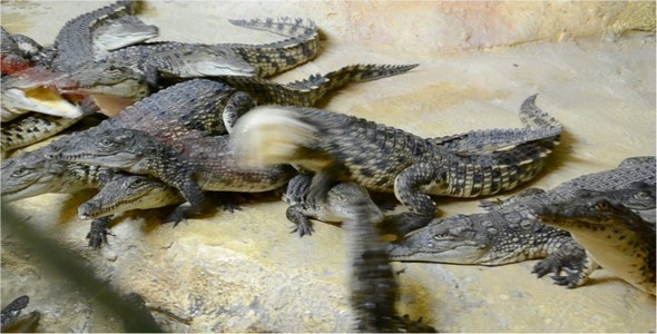 Crocodile 3 Crocodile 3