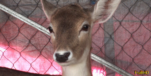 Deer Close Up Deer Close Up