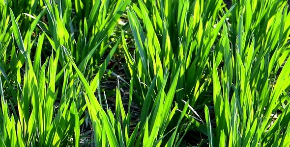Green Grass 1 Green Grass 1