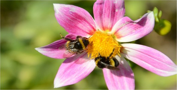 Bumblebee 10 Bumblebee 10