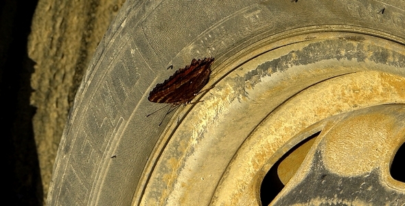 Auto Butterfly 1 Auto Butterfly 1