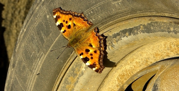 Auto Butterfly 2 Auto Butterfly 2