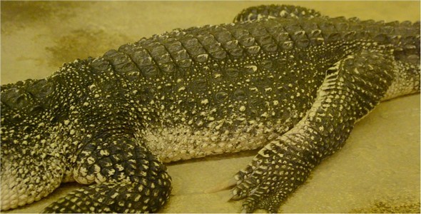 Crocodile 4 Crocodile 4