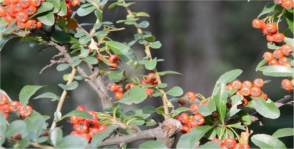 Berries Berries
