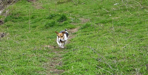 Jack Russell Terrier on the Green Trail Jack Russell Terrier on the Green Trail