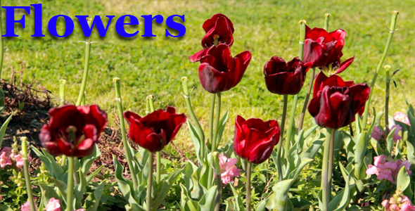 Flowers Flowers