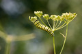Caterpillar Caterpillar - PhotoDune Item for Sale