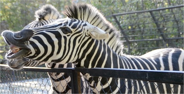 Zebra 4 Zebra 4