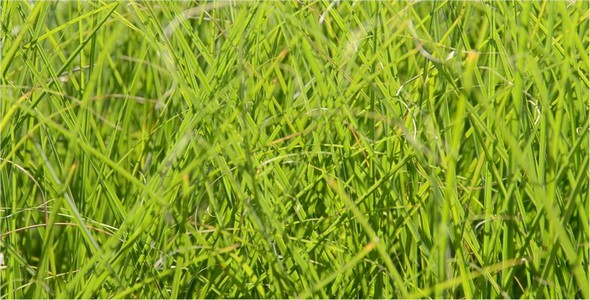 Grass 2 Grass 2