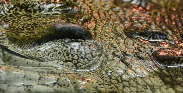 Crocodile 5 Crocodile 5