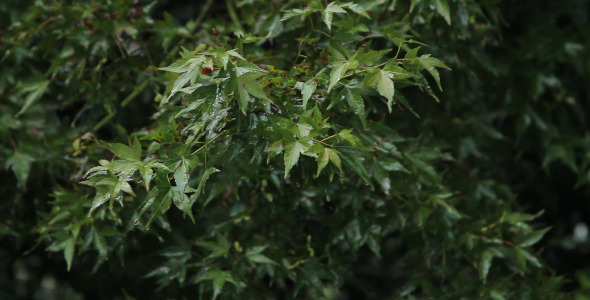 Rain Falling on Bush Rain Falling on Bush