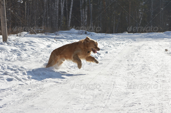 Golden retriever dog in jump above snow