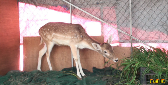 Deer Is Eating Deer Is Eating
