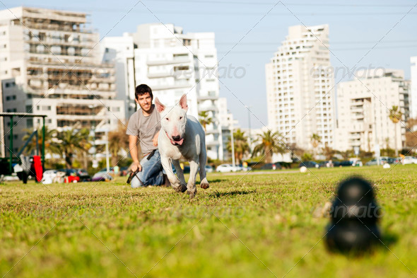 Bull Terrier Running for Chew Toy in Park