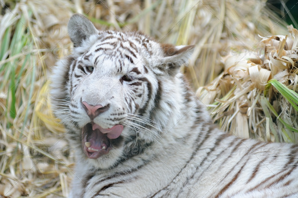 White tiger licking mouth