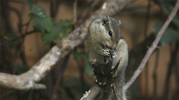 Chipmunk Chipmunk