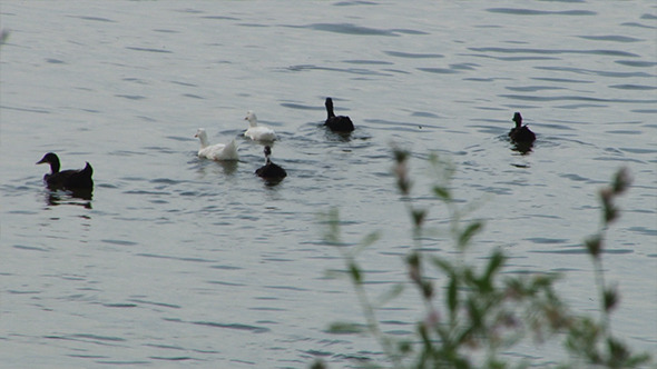 Six White and Black Ducks Floating Six White and Black Ducks Floating