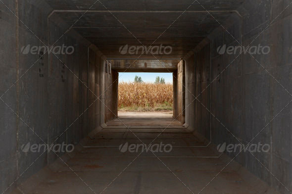 tunnel and wheat field