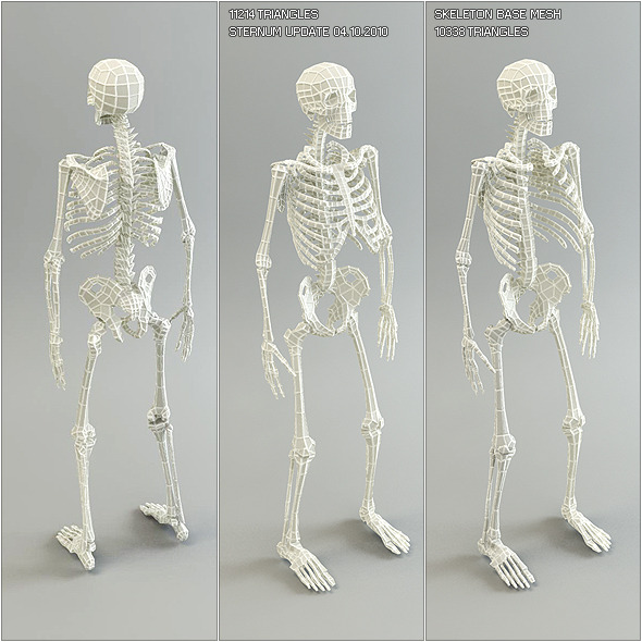 for Sale meshes Base  Skeleton papercraft Item from  3DOcean Low Poly  Mesh models