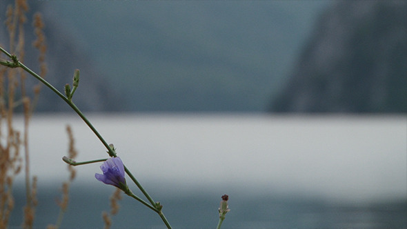 Little Mauve Flower Focusing Little Mauve Flower Focusing
