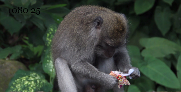 Bali Monkey 2 Bali Monkey 2