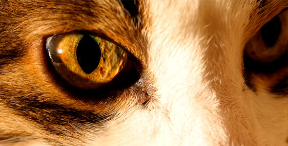 Cat s Eyes Macro 2 in 1 Cat s Eyes Macro 2 in 1