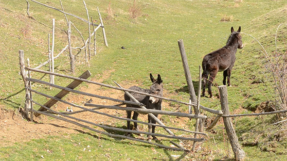 Two Donkeys Near Hurdle Two Donkeys Near Hurdle