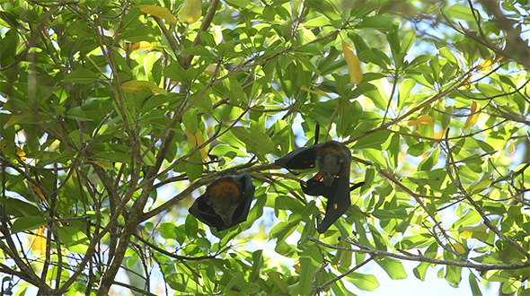 Flying Foxes Flying Foxes