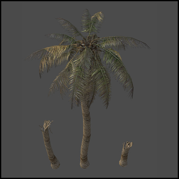 Palm tree destroyed Palm tree destroyed