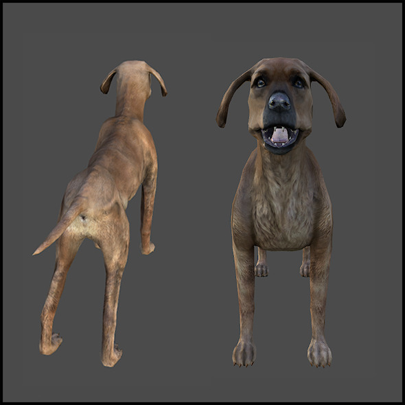 Dog Dog
