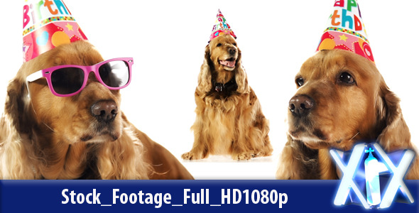 Party Dog Party Dog