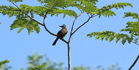 Yellow Vented Bulbul Bird Yellow Vented Bulbul Bird