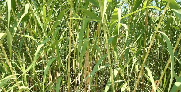 Green Bamboo Background Green Bamboo Background
